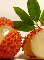 【方志四川•地理标志产品】合江荔枝