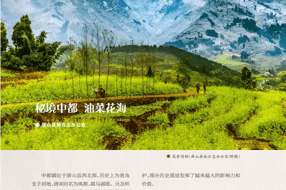 【美丽四川】秘境中都 油菜花海 