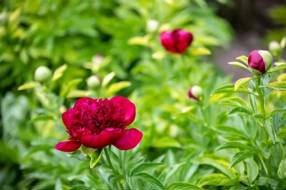 【美丽四川】中江芍药红映英雄故里——百年花潮涌动 共绘振兴画卷‖李昌平 