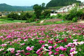 【美丽四川】繁花胜处是中江‖曹丰
