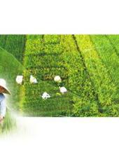  20250722四川日报图片