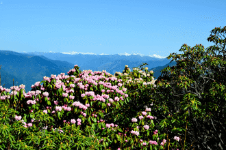 【巴蜀英烈】松柏常青 英魂永存——泽欧烈士一家事迹记 