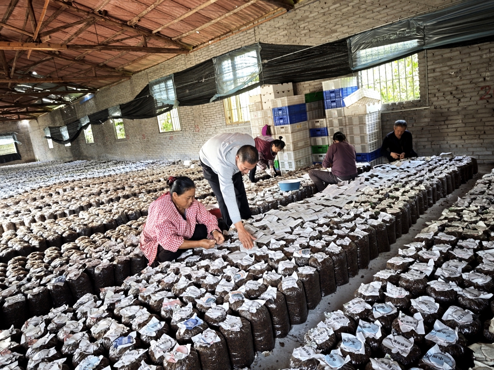 泸县返乡创业指导员李云川(左二,四川省乡村致富带头人、四川省返乡入乡创业明星)在自己创办的泸州菌林农业科技有限公司免费培训初创者接种食用菌 泸县返乡创业指导员李云川(左二,四川省乡村致富带头人、四川省返乡入乡创业明星)在自己创办的泸州菌林农业科技有限公司免费培训初创者接种食用菌