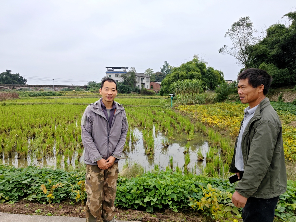 泸县返乡创业指导员刘道国(右一)在泸县方洞镇田间地头指导“双稻双虾”初创者 泸县返乡创业指导员刘道国(右一)在泸县方洞镇田间地头指导“双稻双虾”初创者