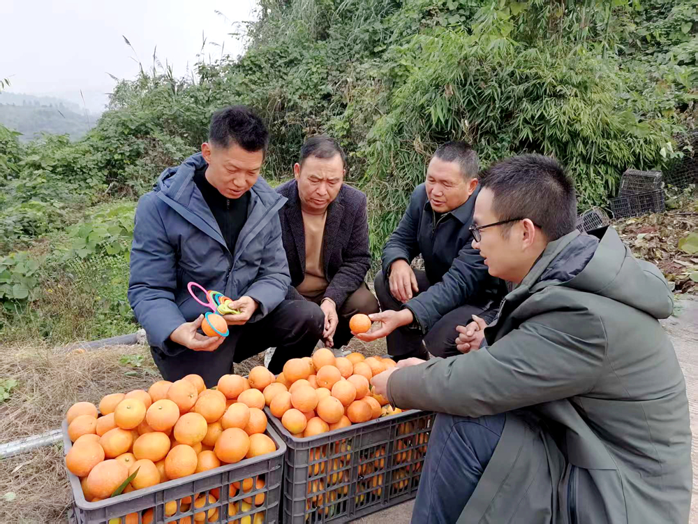 泸县返乡创业指导员朱上友(左一)在泸县太伏镇指导柑橘种植初创者如何选果 泸县返乡创业指导员朱上友(左一)在泸县太伏镇指导柑橘种植初创者如何选果
