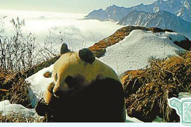  20251213四川日报图片