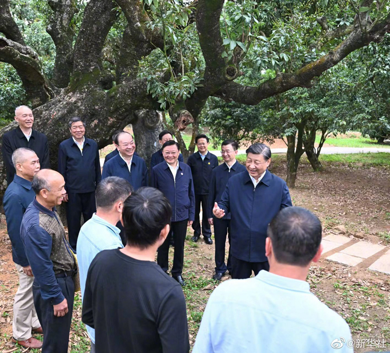 习近平在茂名市考察调研「相关图片」