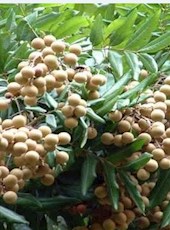 【方志四川•地理标志产品】泸州桂圆