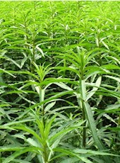 【方志四川•地理标志产品】古蔺赶黄草