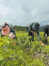 20210422四川日报图片（三）