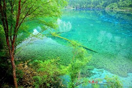 雨中近照，九寨沟依然美丽