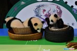 NEWS_C9DEEAC9891CD011461AA577B1FC8748.JPG