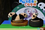 NEWS_40A3ABFAE207F5C425FDD6ECA91B2598.JPG