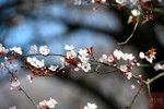 NEWS_112608A184C580CF5E7FD8425E1D6392.JPG
