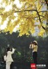 暖阳高照 阳光下的银杏树一片金黄 成都锦里中路成了“网红”拍摄基地