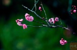 NEWS_64A1C93F79948F4B9A92364FACB8F999.JPG