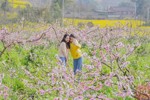 又一春花“解锁” 眉山桃花朵朵开