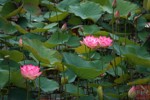 NEWS_235AC86F6FBBA30BC66B935CE26F39BD.JPG