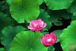 NEWS_39734560BDA6BF657AD6E2502CAEFDD5.JPG
