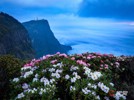峨眉高山杜鹃盛放 云端山野繁花似锦