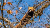 萌翻 ！“圆滚滚”野生小熊猫现身雅安龙苍沟